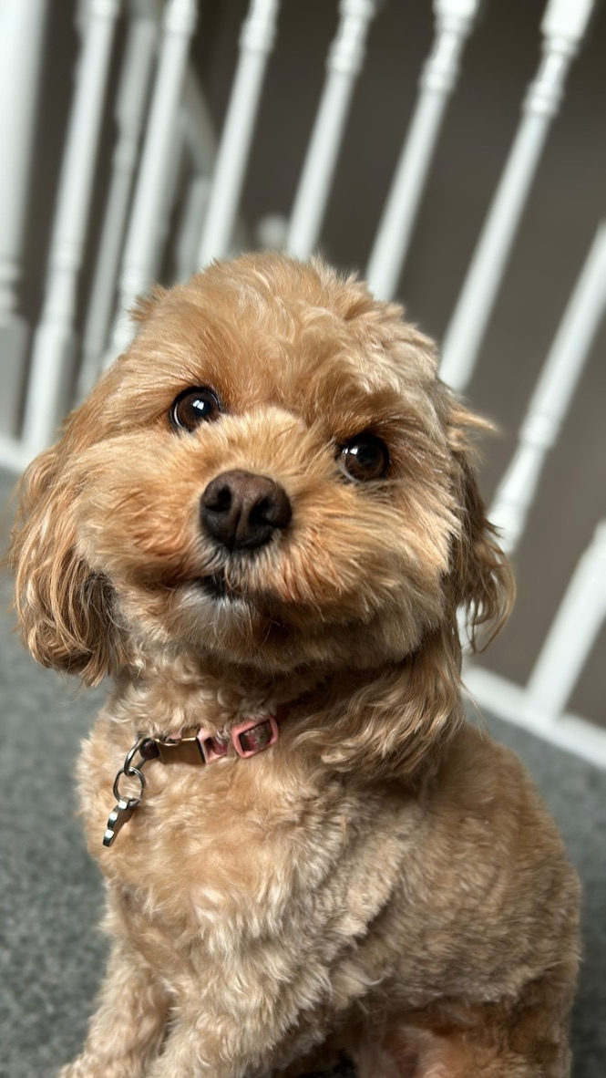 Molly, a toy cavapoo, tilting her head on the stairs